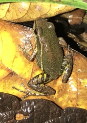 Leucostethus fraterdanieli