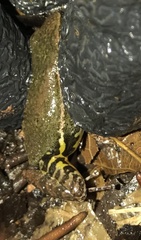 Leucostethus fraterdanieli