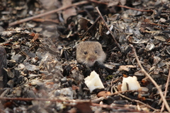 Clethrionomys glareolus