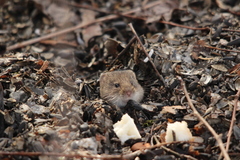 Clethrionomys glareolus