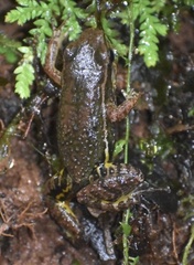 Leucostethus fraterdanieli