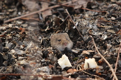 Clethrionomys glareolus