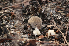 Clethrionomys glareolus