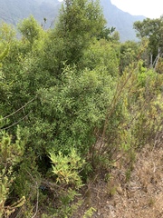 Maytenus acuminata