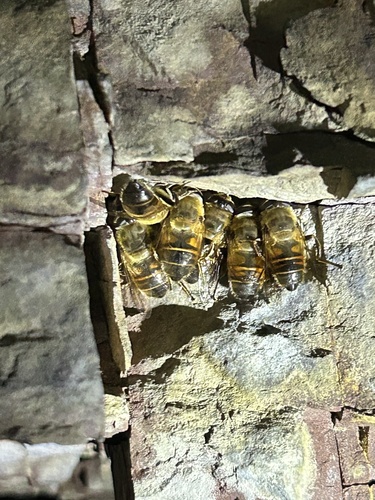 Unknown species found near Red Rocks Park, South Burlington, VT, US
