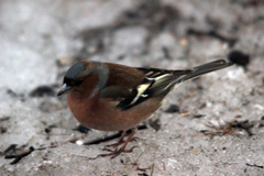 Fringilla coelebs