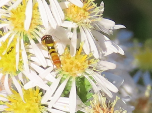 Unknown species found near Regis, Denver, CO, USA