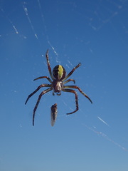 Novaranea queribunda