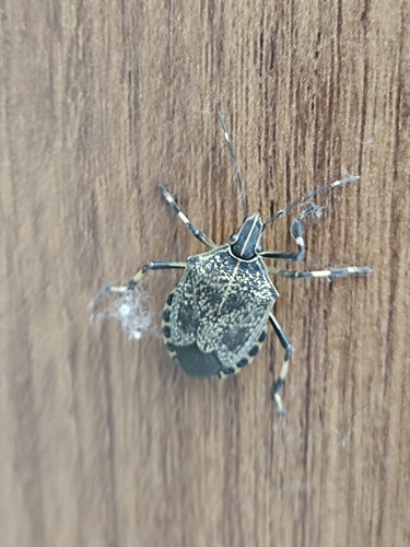 Yellow-spotted Stink Bug