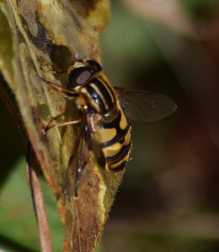 Unknown species found near Montgomery County, OH, USA