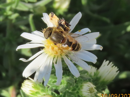 Unknown species found near Regis, Denver, CO, USA