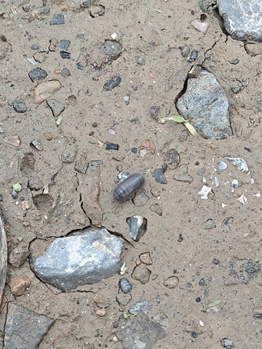 Common Pill Woodlouse