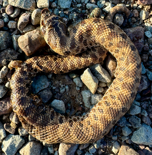 Mexican Hognose Snake
