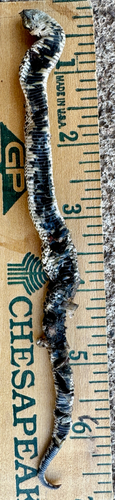 Mexican Hognose Snake