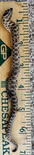 Mexican Hognose Snake