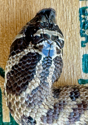 Mexican Hognose Snake