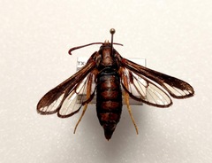 Paranthrene asilipennis