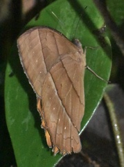 Taygetis chrysogone