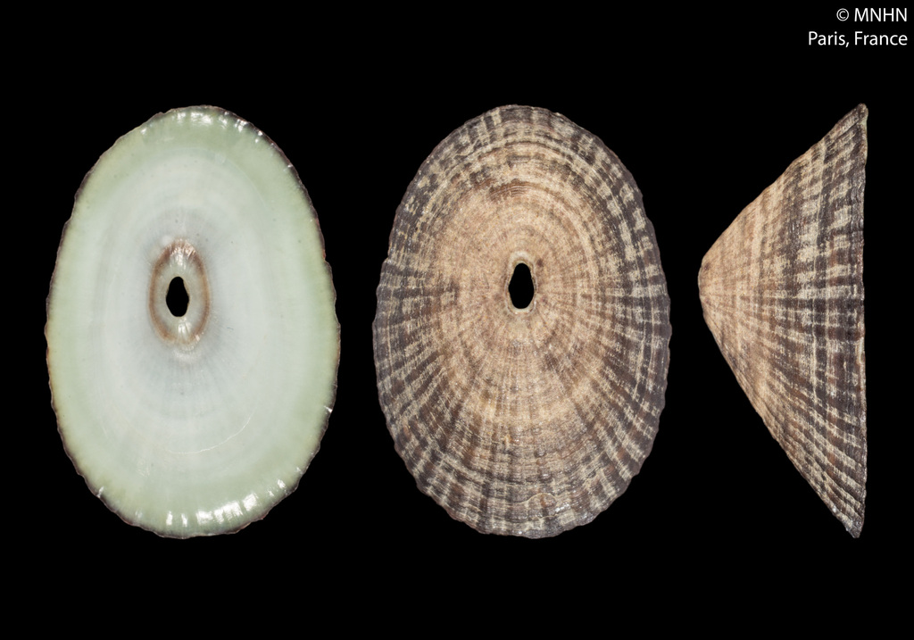 Fissurella emmanuelae