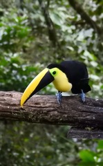 Ramphastos brevis