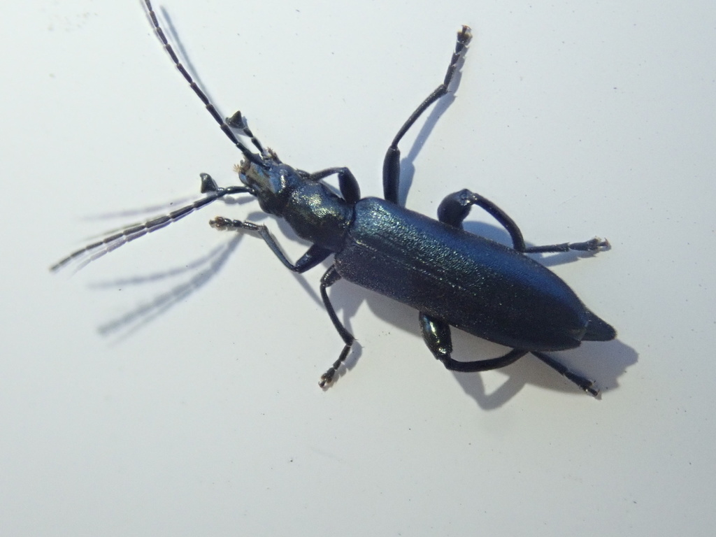 Selenopalpus cyaneus