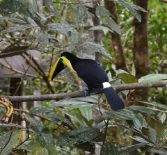 Ramphastos brevis