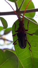 Chydarteres striatus