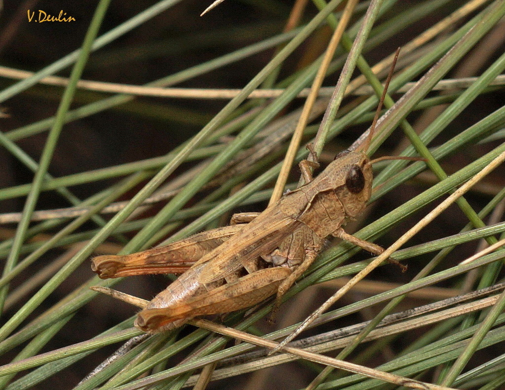 Chorthippus macrocerus