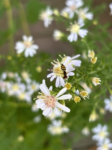 Unknown species found near Woodway Rd, Stamford, CT, US