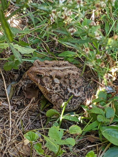 American Toad