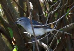 Copsychus albospecularis