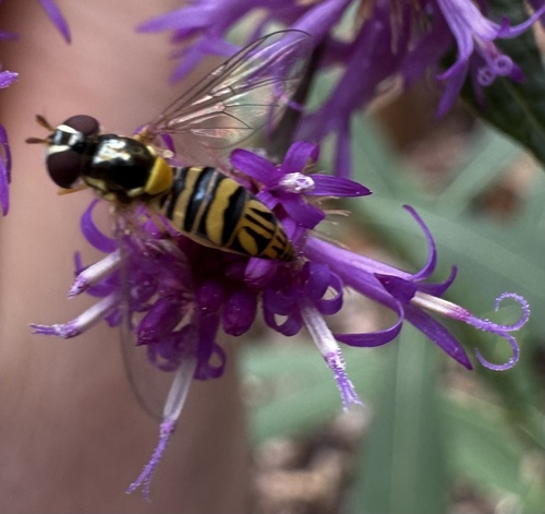 Unknown species found near Homewood Ct, Decatur, GA, US