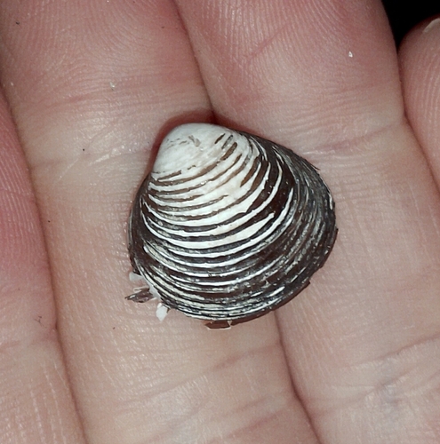 Corbicula fluminea