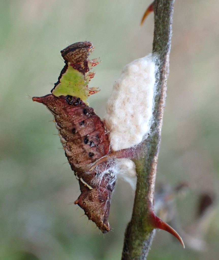 Unicorn Prominent