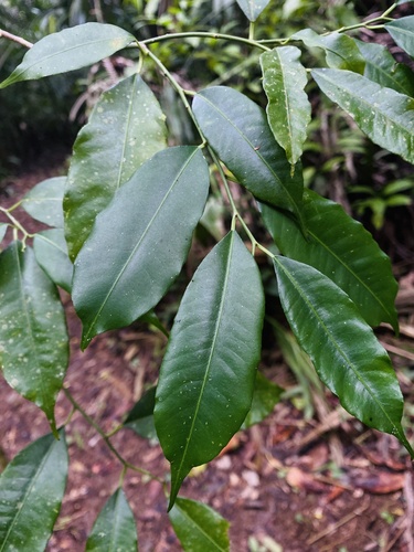 Pleradenophora tuerckheimiana, 2025-10-08