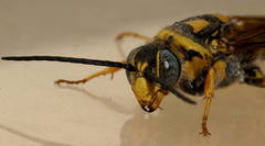 Elidothynnus melleus