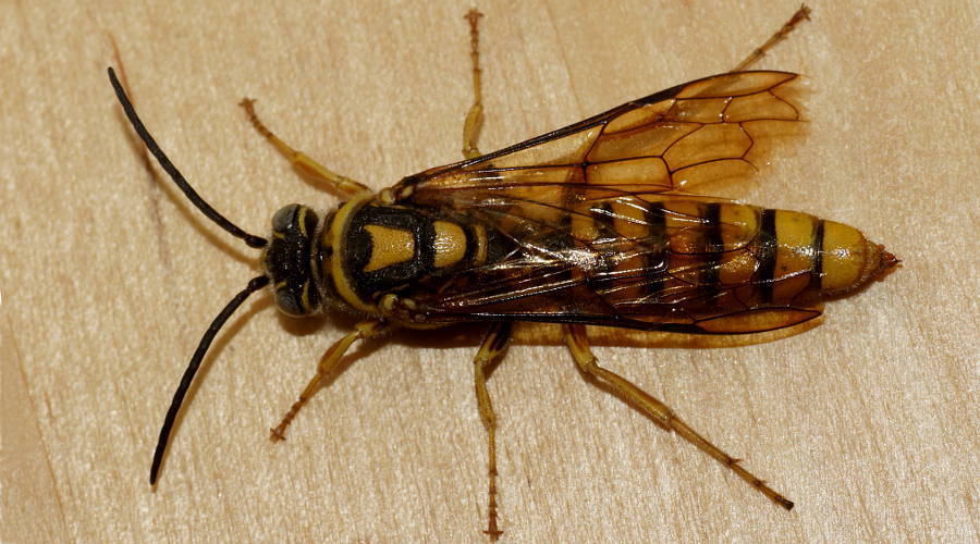 Elidothynnus
