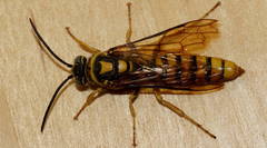 Elidothynnus melleus