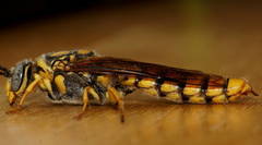 Elidothynnus melleus