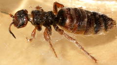 Elidothynnus melleus