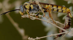 Elidothynnus melleus