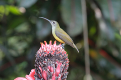 Arachnothera longirostra