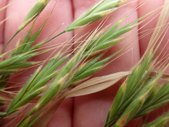 Bromus arenarius