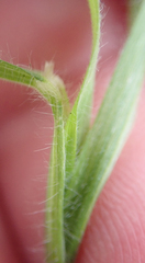 Bromus arenarius