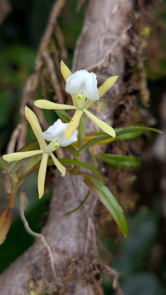 Epidendrum