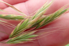 Bromus arenarius