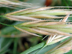Bromus arenarius