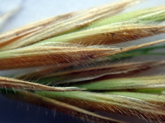 Bromus arenarius