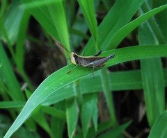 Maculiparia rotundata