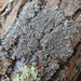 Myelochroa galbina - Photo (c) Rob Curtis, algunos derechos reservados (CC BY-NC-SA), subido por Rob Curtis